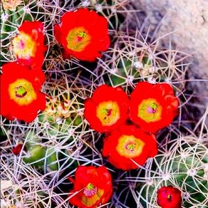 The amazing world of cactuses!